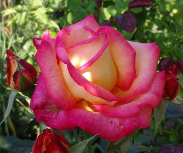 Rose_flower-pinkish_small.jpg