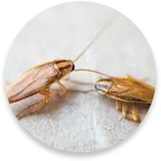 American cockroach control