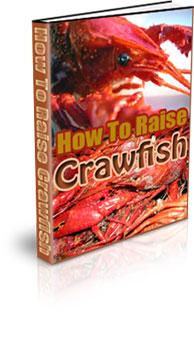 how to raise crawfish