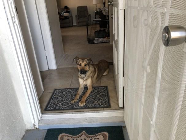 Pure Dog Training online store