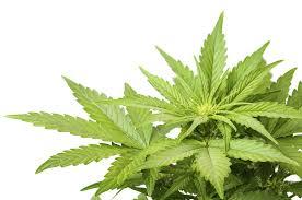 1503425987cannabis-weed-marijuana-leaf-png - Artist Media ...