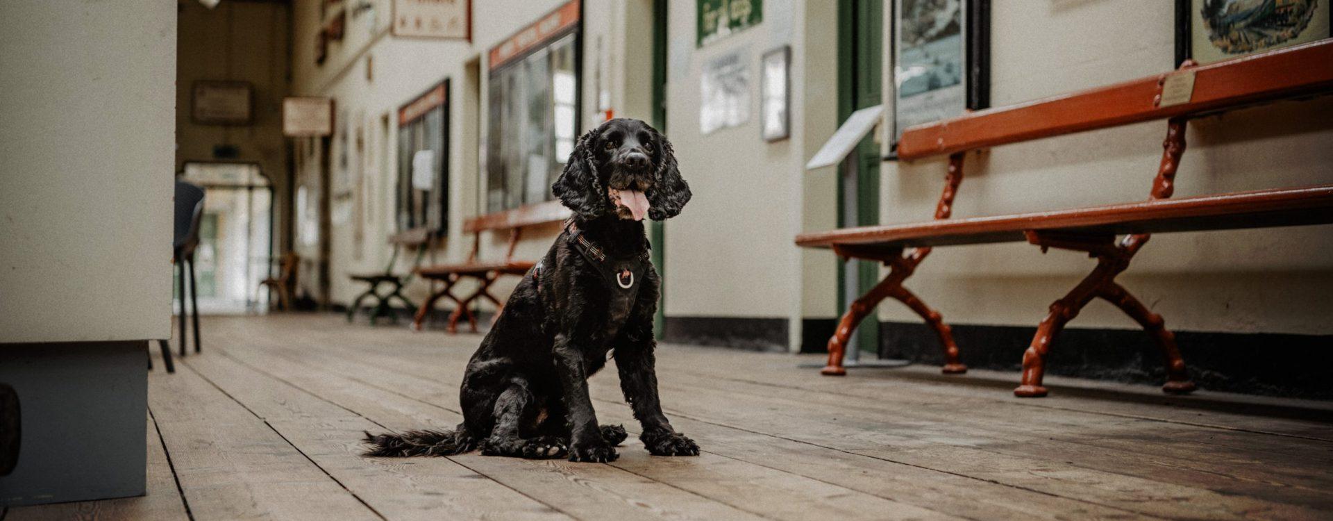 best dog training tools