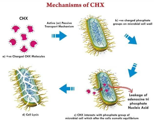 Cơ chế hoạt động dung dịch Chlorhexidine