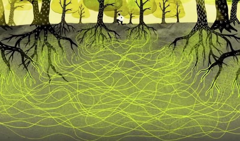 network-fungi-trees-forest-communication
