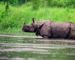 Image of Onehorned rhinoceros in Brahmaputra River