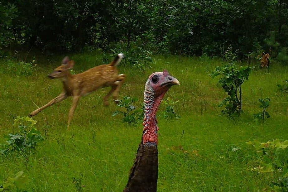 A turkey and a fawn shared a close encounter caught on a trap camera in the Wisconsin wilderness. That wildlife camera is one of more than 2,000 that have been placed across the state.