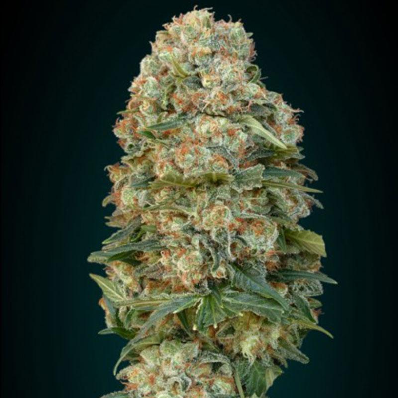 feminized seed