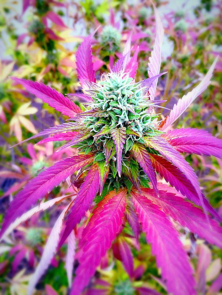 Buy Cannabis Seeds Vermont