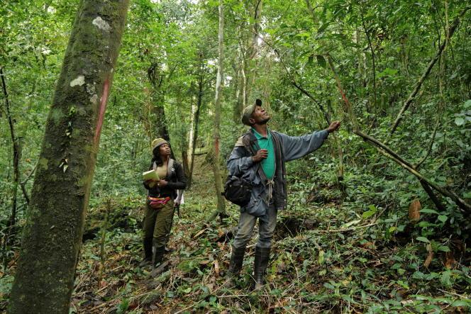 Une biologiste et un garde-forestier dans la réserve naturelle de la forêt du mont Nimba, au Liberia, le 11 juin 2021.