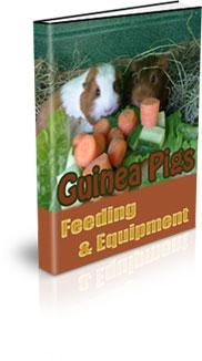 guinea pigs feeding