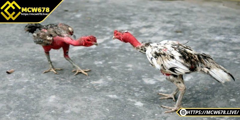 Nắm được khẩu phần ăn hằng ngày giúp gà khoẻ mạnh