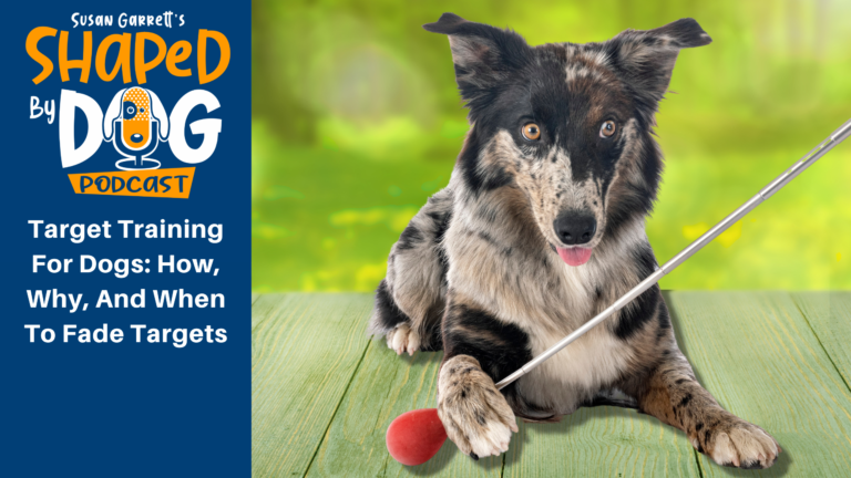 dog brain training