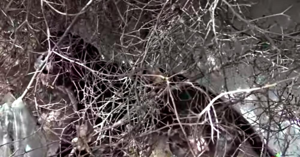 Screen Shot: YouTube/Hope For Paws