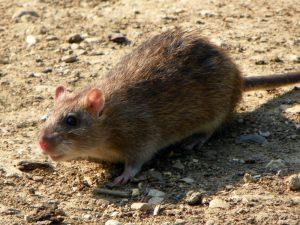 Szczur wędrowny, wredny i inteligentny gryzoń
