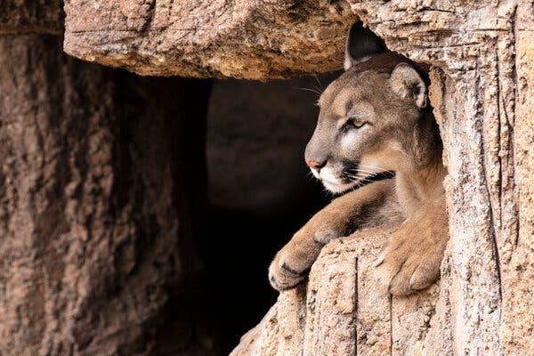 A cougar peeks out from a cavity in a rock wall.