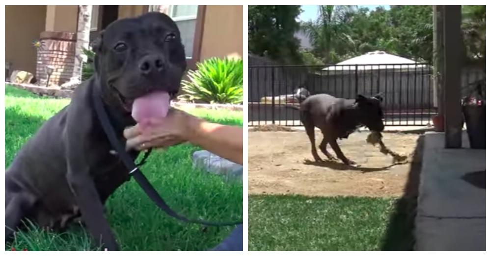 Screen Shots: YouTube/Hope For Paws