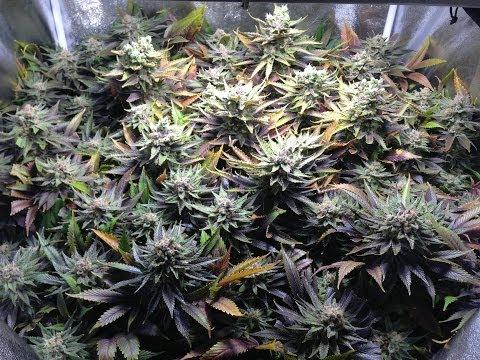 Blue Dream Strain Flower Time