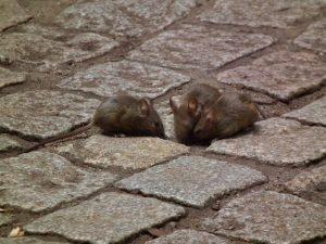 Mysz domowa, szukająca pożywienia na chodniku