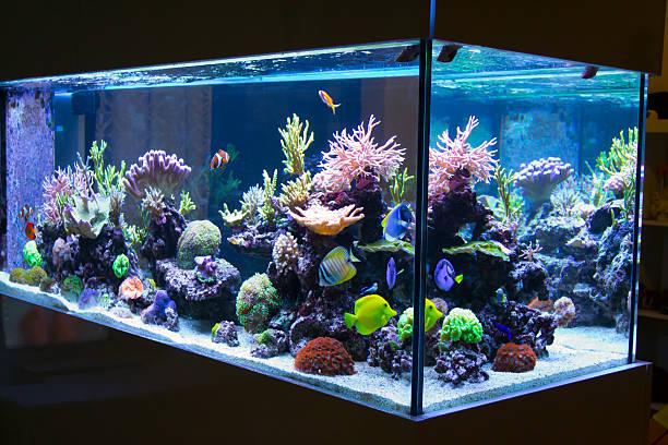 Reef aquarium Reef aquarium in livingroom fish tank stock pictures, royalty-free photos & images