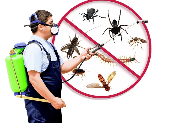 Pest Control In Sydney