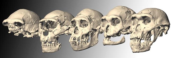 Crânes de Dmanisi Reconstructions