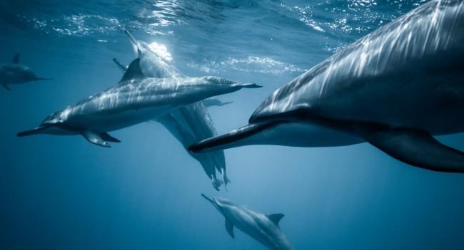 Delfiny ciekawostki