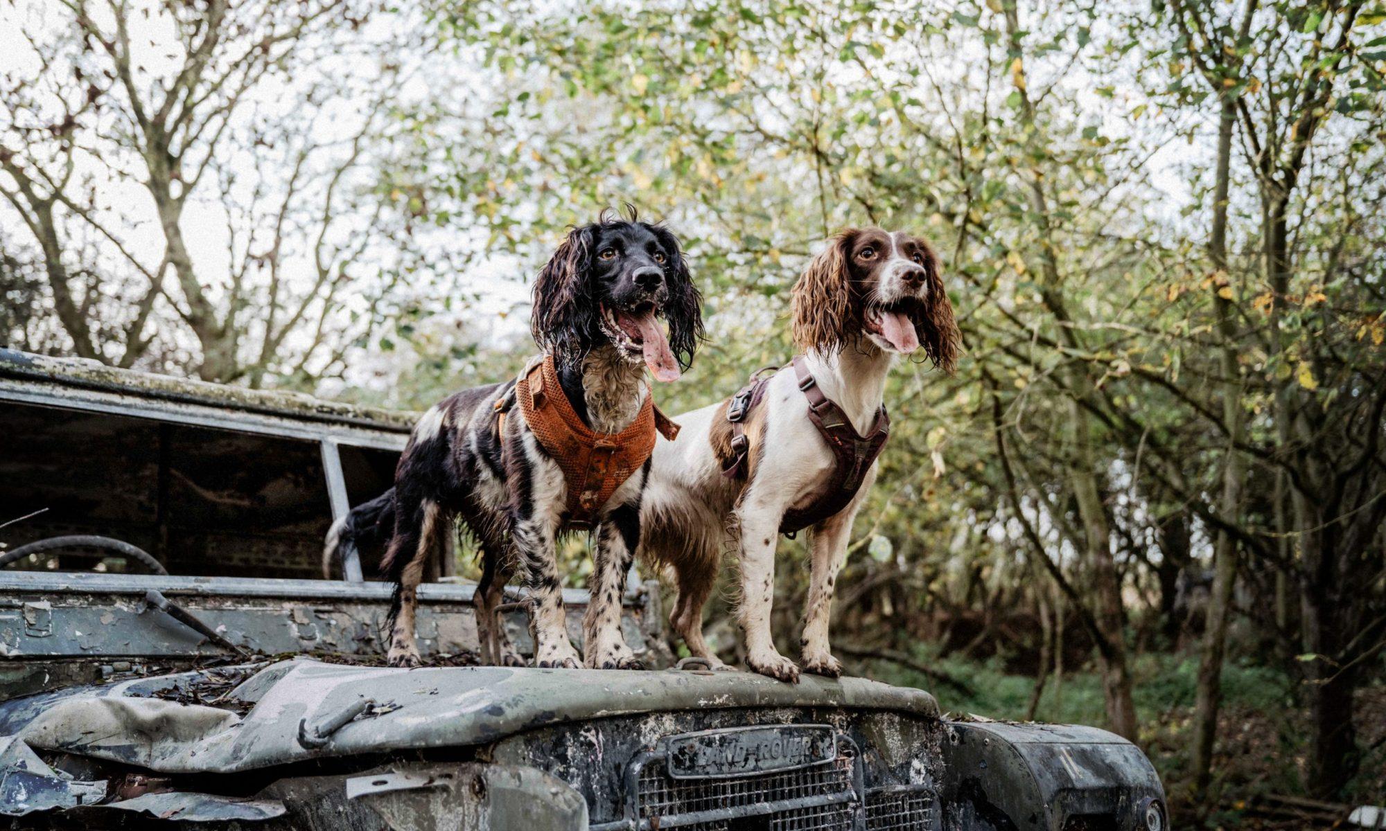 make your dog more obedient