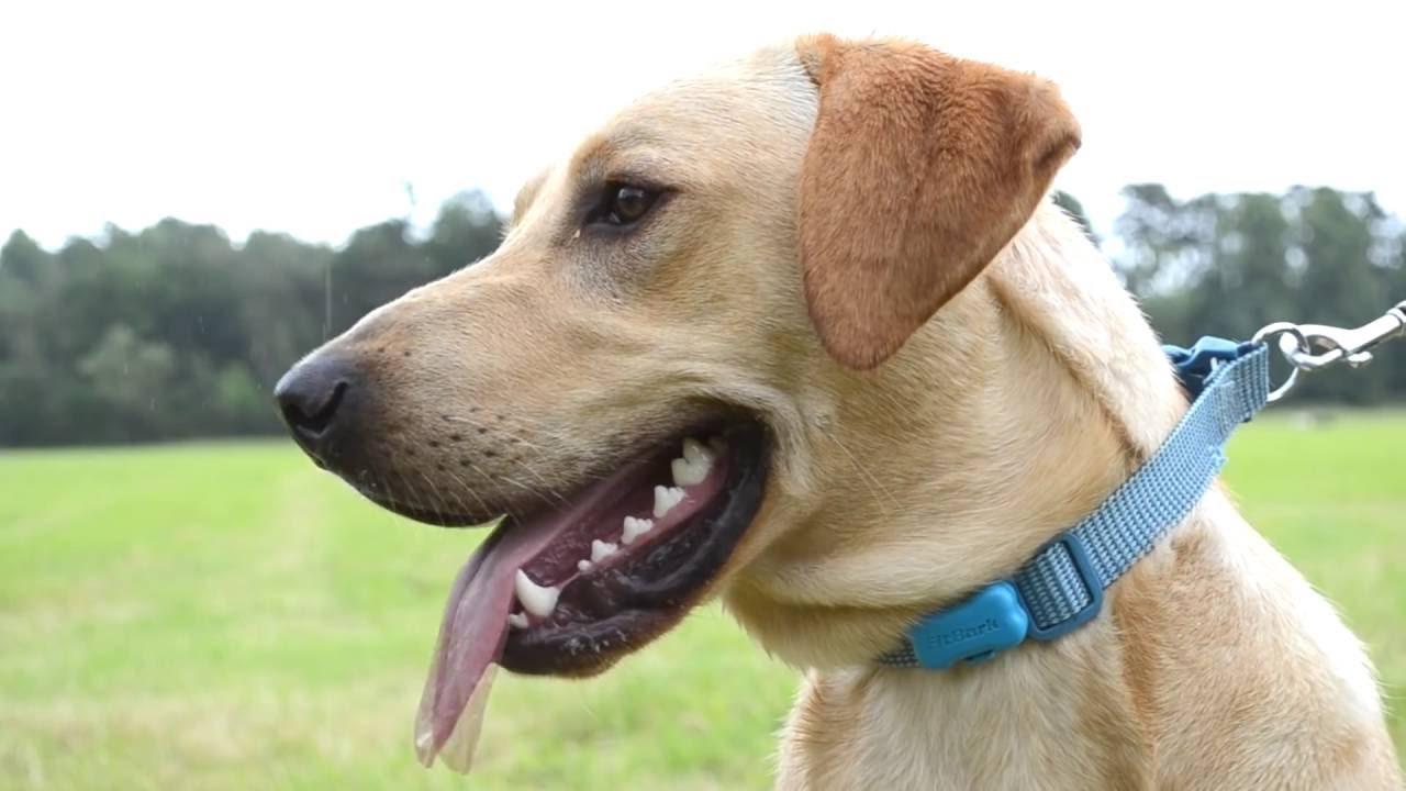 visit Pure Dog Training