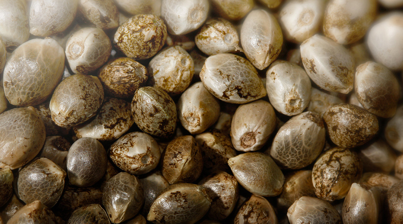 Marijuana Seeds