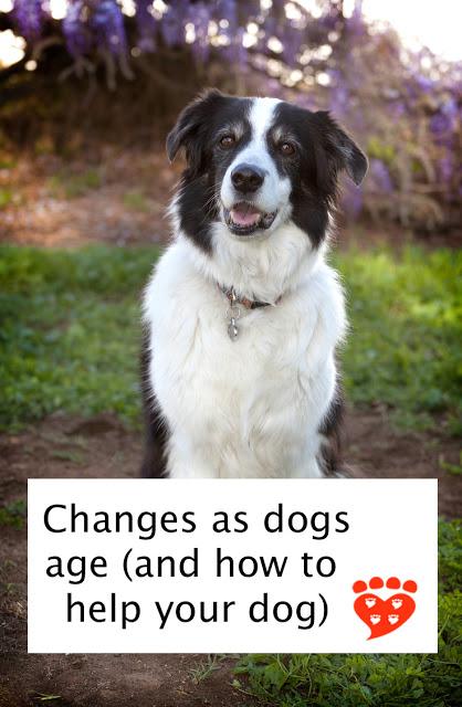 Changes dogs age (and how to help your senior dog). Training, tooth-brushing, and helping dogs cope with traumatic events are all  important