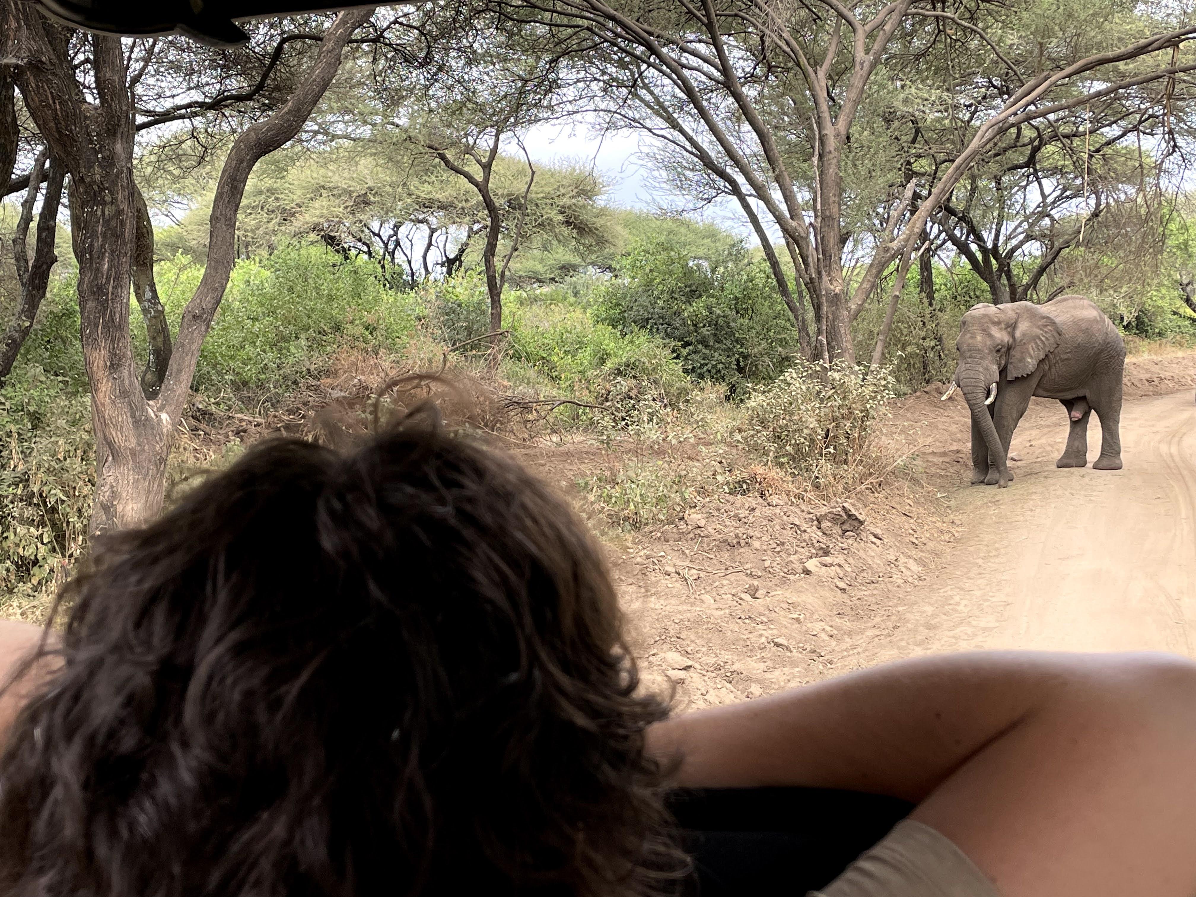 Safari Tour Company