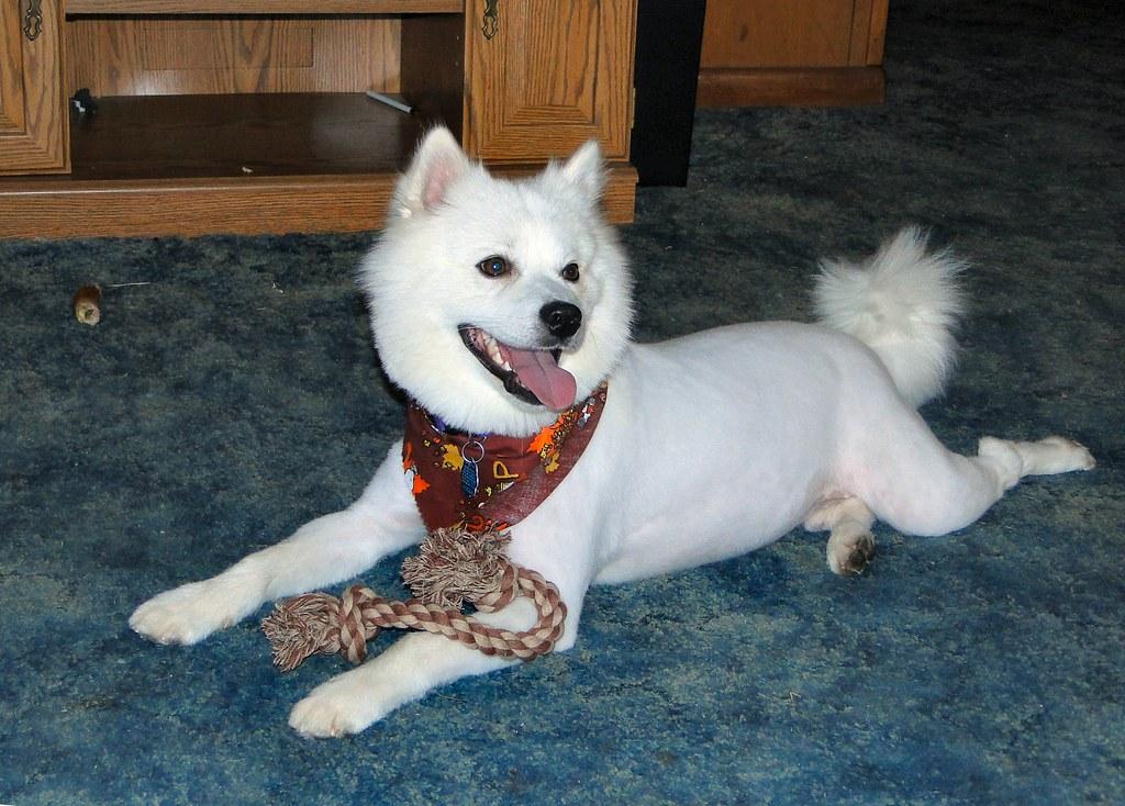 Where to clip dog nails