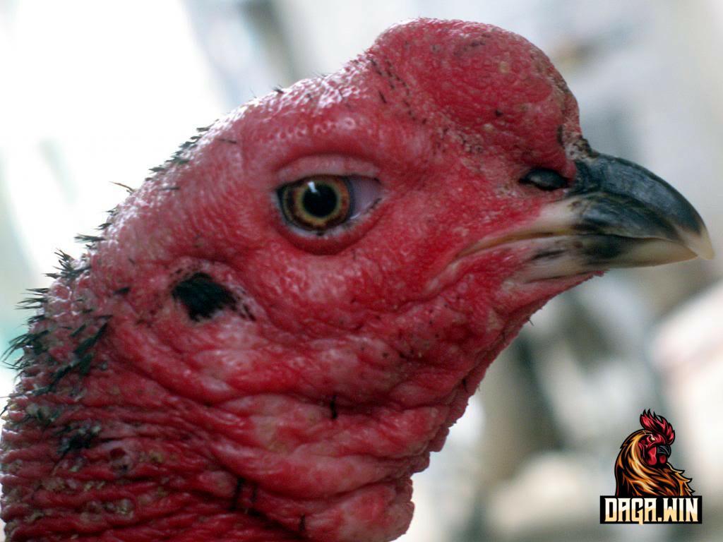 Cách điều trị gà bị gãy mỏ do soi bội bằng cách dùng thuốc kích thích ra mỏ