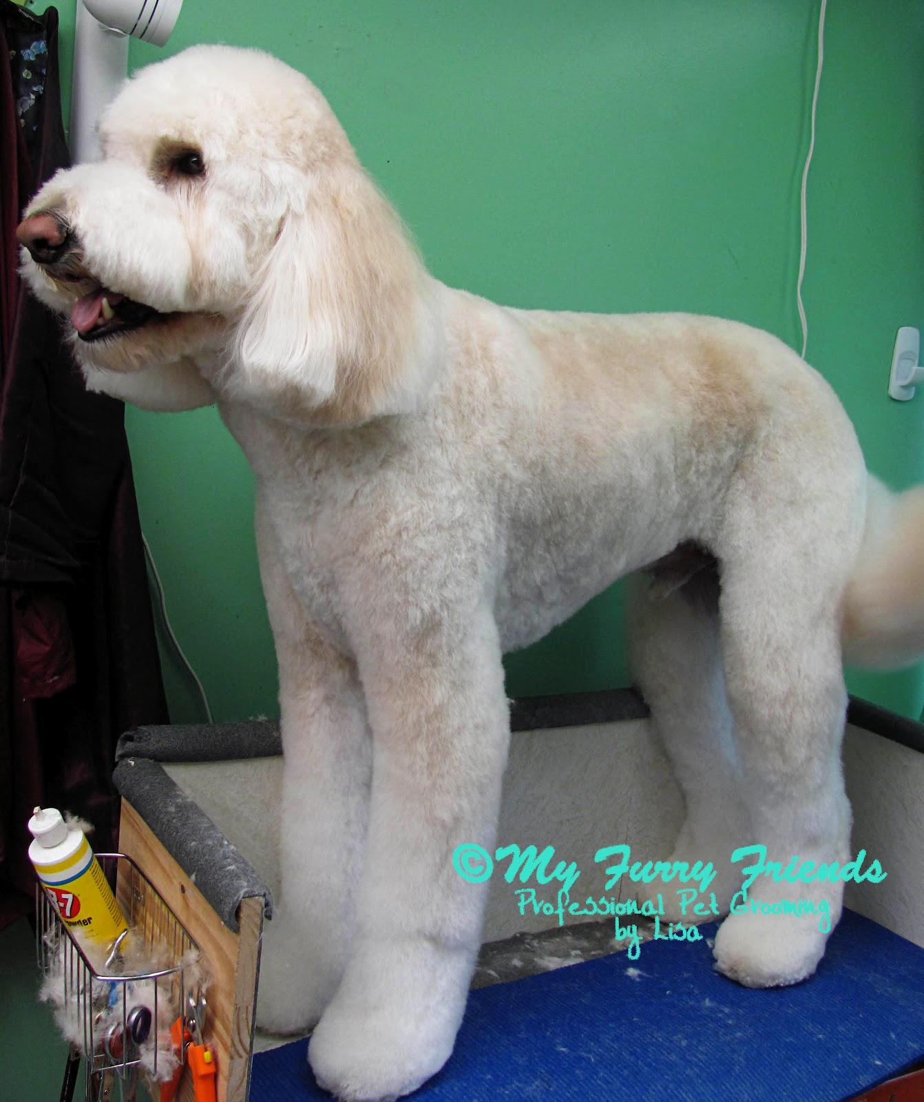 Clip dog nails with human clippers