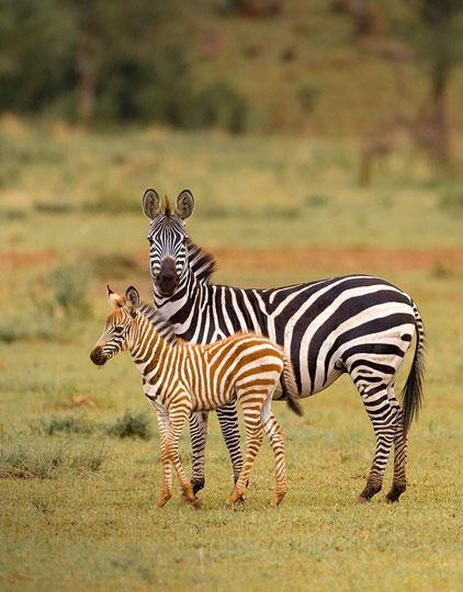 The Best and Amazing 9 Days Safari Tanzania