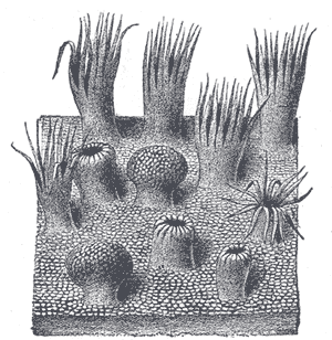 Semidiagrammatic view of a portion of the mucous membrane of the tongue. Two fungiform papillæ are shown. On some of the filiform papillæ the epithelial prolongations stand erect, in one they are spread out, and in three they are folded in.