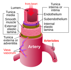 Artery.svg