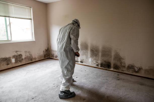 mold removal
