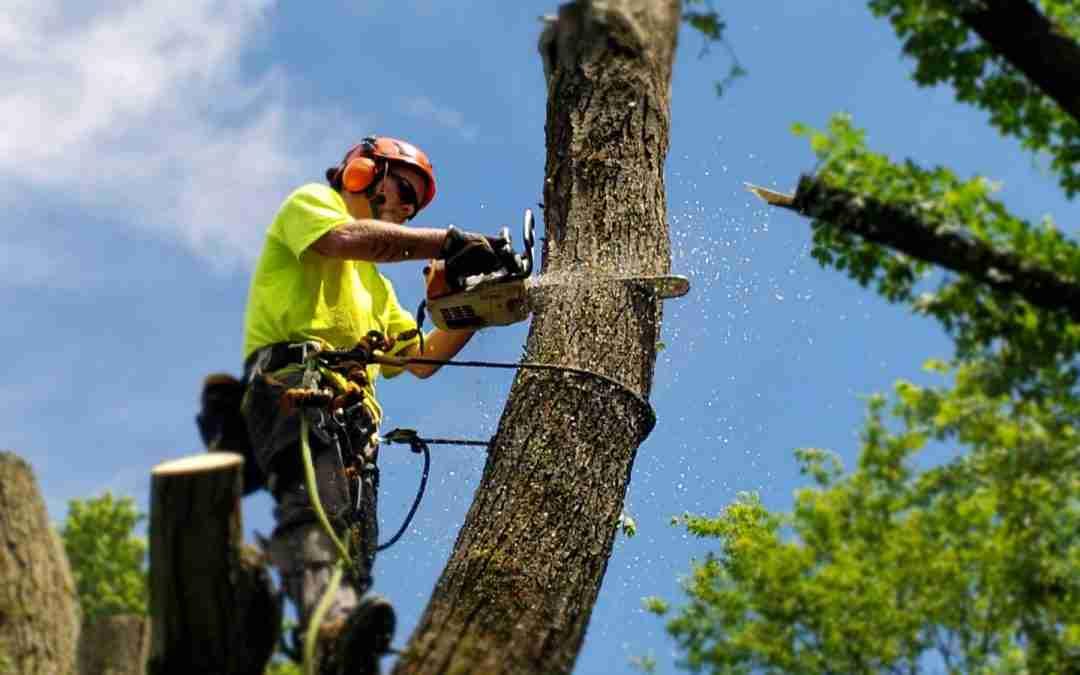Tree Service Tallapoosa