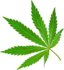 Weed Png ,HD PNG . (+) Pictures - vhv.rs