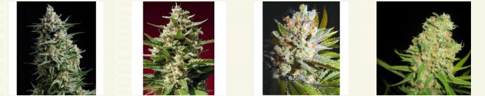 Buy Alaska Marijuana Seeds Online