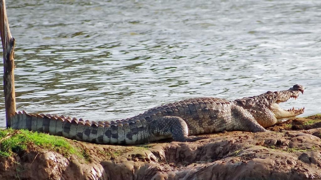 the crocodiles of Carambolim