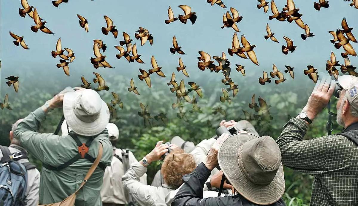 Beginner's Guide: The Art of Birdwatching | PetMojo