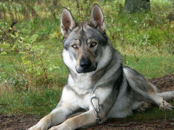 Image result for german shepherd wolf mix