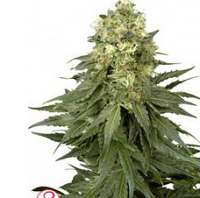 Buy Alabama Marijuana Seeds Online