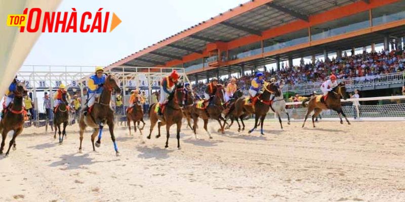 Gi?i thi?u v? c&aacute; c??c ?ua ng?a