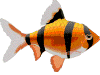 ryba