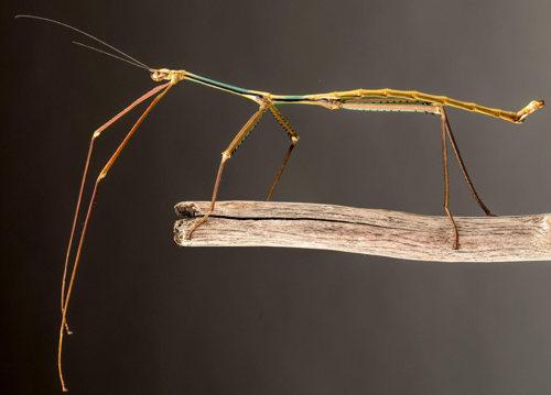 pest control near me