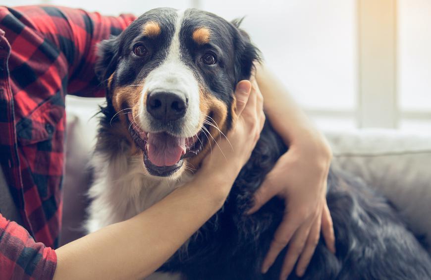 Coronavirus and Pets: CDC Guidelines for Keeping Cats, Dogs and You Safe |  The Active Times