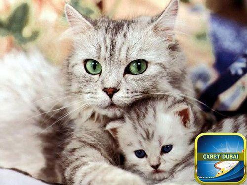 Chiêm bao thấy mèo đẻ